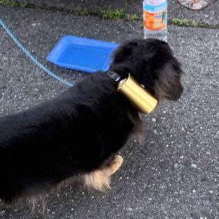 ★ワンちゃんお散歩2個セット（首輪用）金、銀、（着払い）