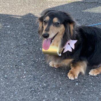 犬のお散歩バッグ2個セット 金、銀、(首輪用）(着払い）